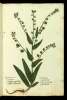  Fol. 218 

Kynoglosson, kai
Kynoglossos.
Cynoglossum secundum Plin.
Cynoglossu vulgare Matth.
Lingua canina
Cynoglossa Italis
Lingua di cane Ital.
Lycopsis Ruelio.